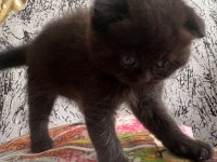 YAVRU KEDİLERE SICACIK YUVALAR ARIYORUZ!