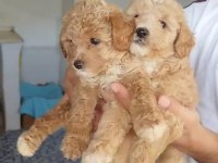 TÜY DÖKMEZ KOKU YAPMAZ MALTİPOO