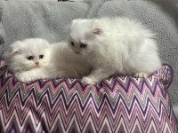 Scottish fold longhair bebekler