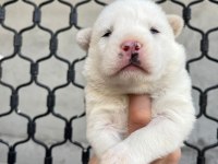 MAVİ GÖZLÜ MUHTEŞEM HUSKY YAVRULARI