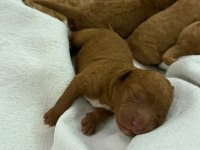 Bursadan 1 Aylık Toy Poodle