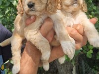A kalite orjinal Cavalier King Charles yavrularımız