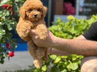 Sevimli Toy Poodle Yavrularımız