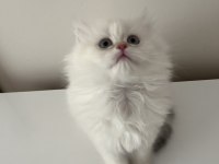 İki Buçuk Aylık Dişi Ve Erkek Yavru British Longhair