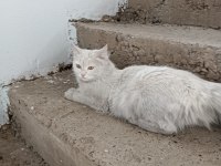 BRİTİSH LONGHAİR DİŞİ KEDİMİZ