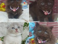 Chocolate Longhair Ve Shorthair Kaliteden Anlayanlara Özel