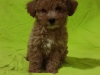 Anne altından orjinal poodle bebekler