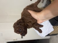 Erkek kalıte poodle yavruları