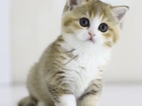Teslime hazır tontik british longhair yavrular