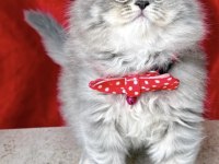 Şecereli 50 Gunluk British Longhair Yavru