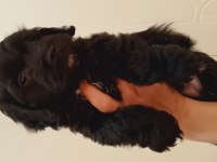 55 günlük siyah maltipoo yavrusu kıvırcık tüylü