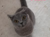 Orijinal British Shorthair Blue Point ve Scottish Straight