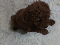 RED BROWN TOY POODLE