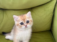 Sağlıklı Sevimli British Shorthairlar