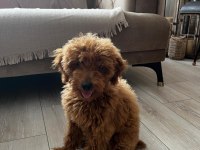 Toy poodle 3 aylık dişi eğitimli