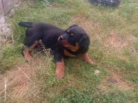 Rottweiler bebek