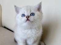 Tatlı mı tatlı British Shorthair yavrular