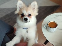 POMERANİAN SPİTZ KÖPEĞİ