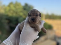 rezerveye açık 3 erkek toy poodle