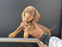 Ankarada ziyarete açık dachshund yavrumuz