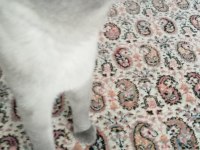 Blue point erkek 7 aylık british longhair