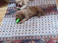 Eğitimli toy poodle