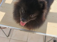 Pomeranian 8 Aylık Aşıları Yapıldı Erkek