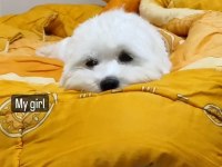 Maltese terrier kızımı sahiplendiriyorum