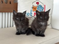 Ankaranın en seçkin sçr li maine coon yavruları
