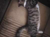 8 aylık tekir kedi yakışıklımız