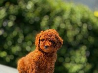 Toy poodle yavrularımız