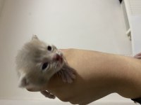 Rezerveye açık scottish fold yavrular