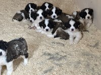 Safkan Saint Bernard Yavruları