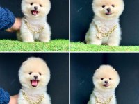 Güzeller Güzeli Pomeranian Yavrularımız
