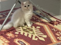 Dişi British Longhair