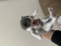 British Shorthair Minnoşlar