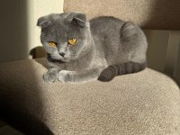 Ücretsiz Sahiplendirme Scottish Fold Kedimiz