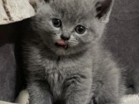 British shorthair