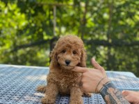 En micro poodle en özeli benim olsun isteyenlere