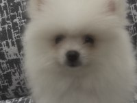 POMERANİAN BOO A KALİTE WC EĞİTİMİ VAR