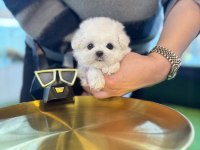 KORE MALTESE