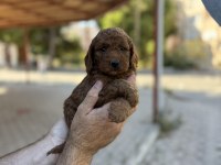 Kore Red Brown Poodle