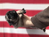 A Kalite PUG MOPS BEBEKLER