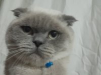 British shorthair tatlı kedimiz