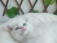 Pamuk British Shorthair Prenses Yeni Yuvasını Arıyor
