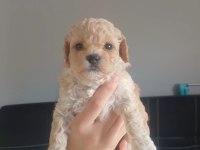 Maltipoo bebeklerimiz