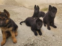 ALMAN ÇOBAN KÖPEĞİ YAVRULARI