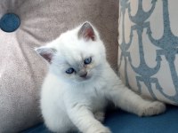 Blue Point yavru british shorthair