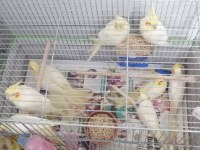 Eşli lutino kırmızı göz takım ve yavruları papağanlar