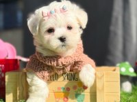 TEDDY FACE MALTİPOO BEBEKLERİMİZ